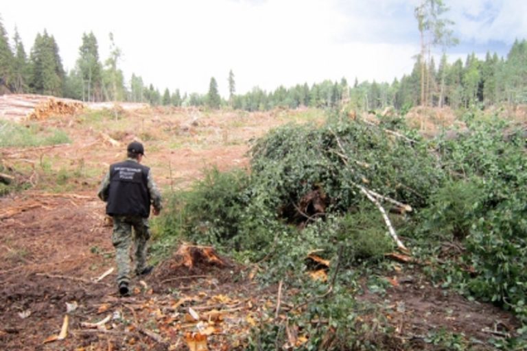 Жителя Сонково придавило насмерть спиленным деревом