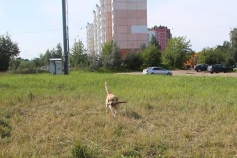 В Твери стартовала работа по организации площадок для выгула домашних животных