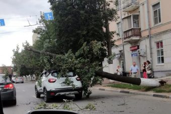 В Твери на движущуюся иномарку упало дерево