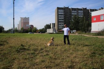 В Твери стартовала работа по организации площадок для выгула домашних животных