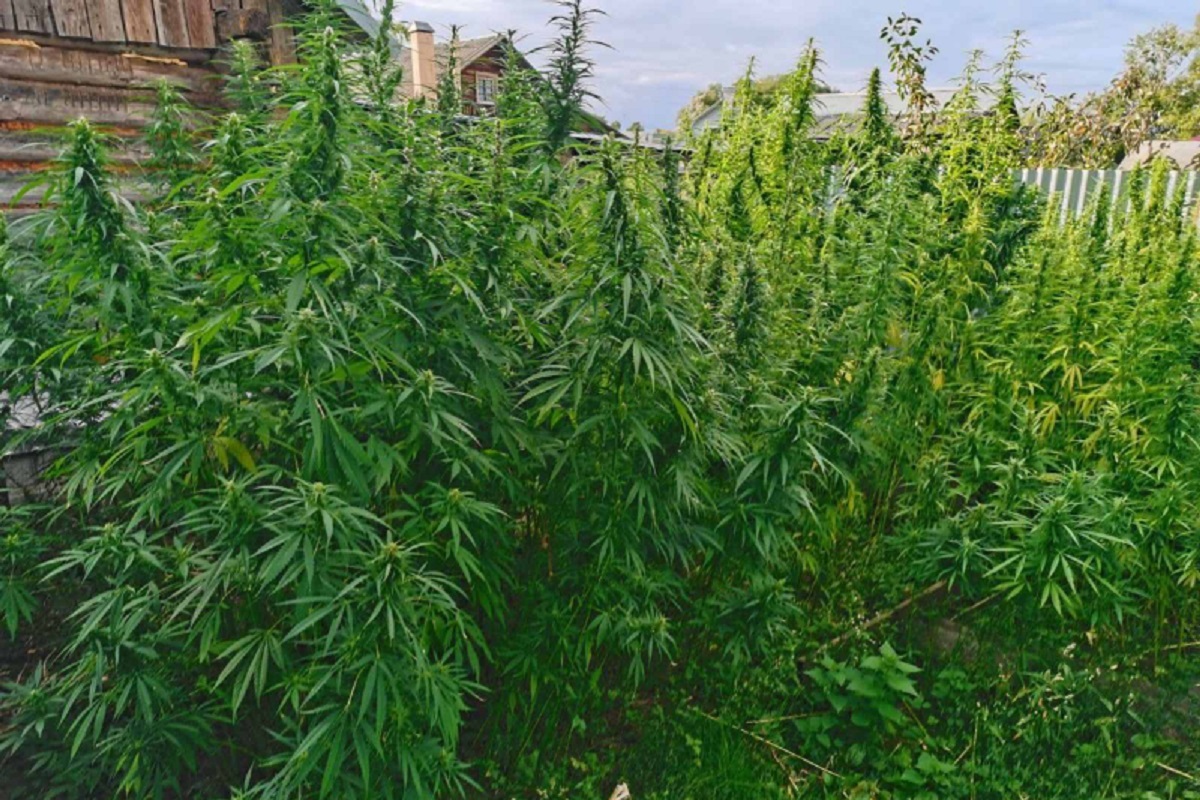 Около килограмма марихуаны изъяли у жителя Тверской области