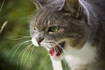 В Тверской области у домашней кошки диагностировали бешенство