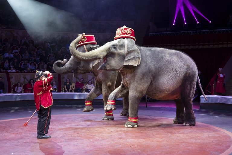 Шоу всемирно известного итальянского цирка Togni приехало в Тверь
