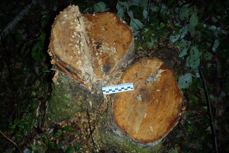 В Спировском районе задержали "черных" лесорубов, спиливших около 100 деревьев