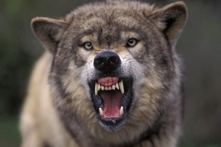 Бешеный волк выявлен в Тверской области