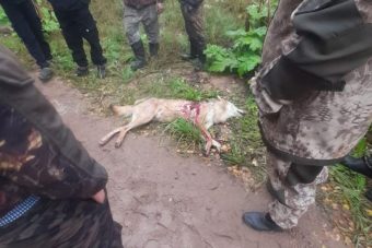 Жители Лесного муниципального округа подвергались нападению волка