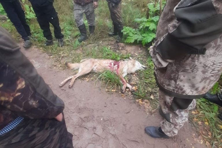 Жители Лесного муниципального округа подвергались нападению волка