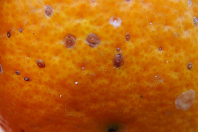 Опасный вредитель обнаружен в лимонах и апельсинах на плодоовощной базе в Твери