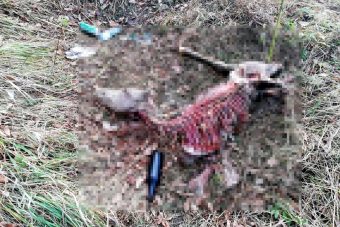 В Твери нашли растерзанный собаками труп пони