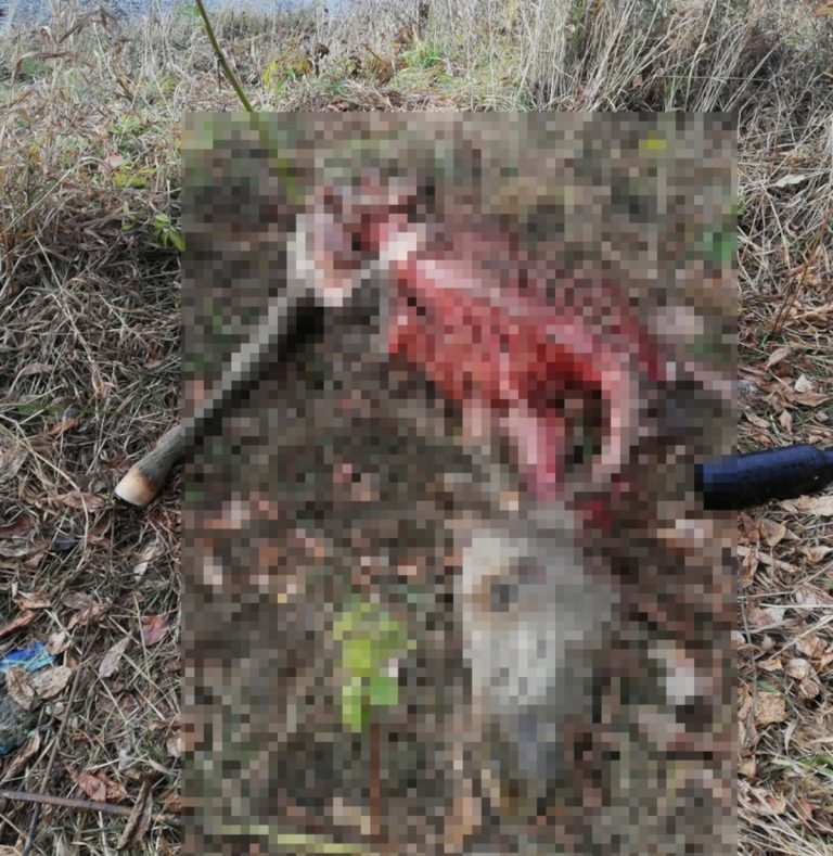 В Твери нашли растерзанный собаками труп пони