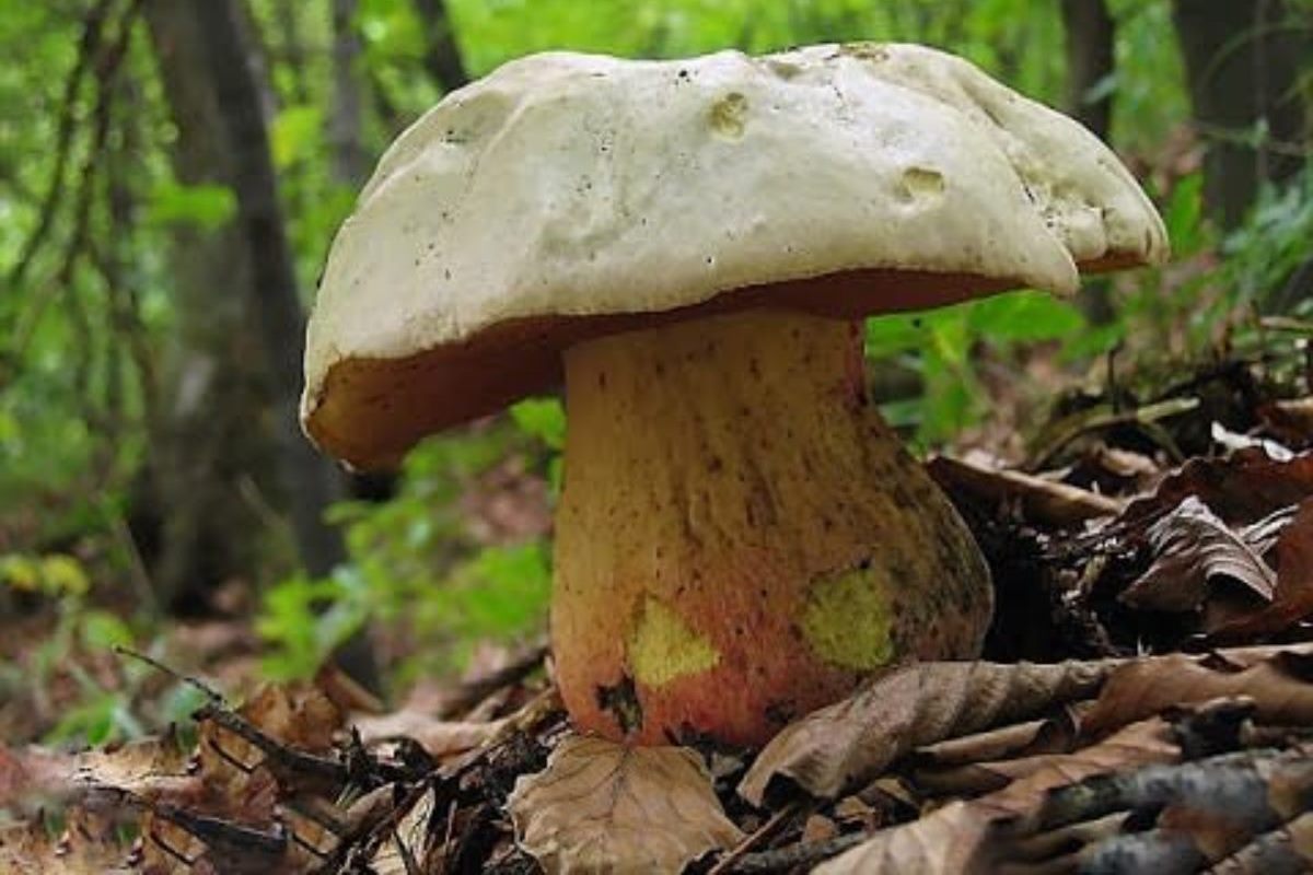 Белый Степной гриб в Казахстане (73 фото)