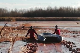 Спасатели вытащили оленя из водоотстойника ТЭЦ-3 в Твери