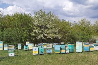 Лучшие сорта мёда от тамбовских пчеловодов на ярмарке в Твери только по 25 ноября