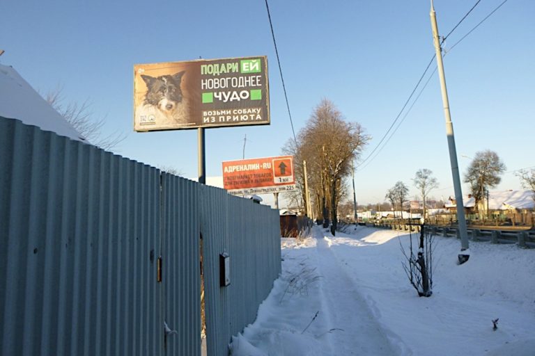 В Твери зоозащитники разместили новые баннеры с историями животных