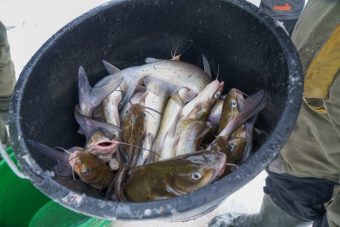 На озере Удомля прошел второй этап Кубка «Crazy Fishing»