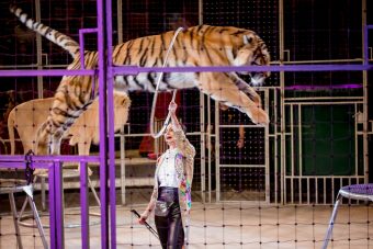 В Тверском цирке идут заключительные показы «Жираф-шоу»