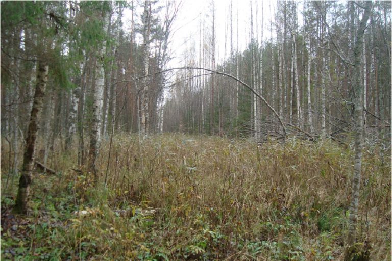 В Тверской области появились 12 новых особо охраняемых территорий