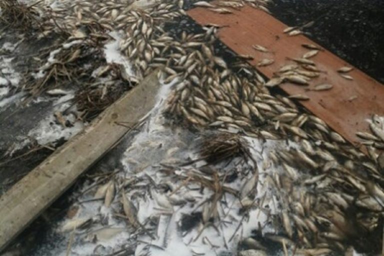 В Вышневолоцком округе произошел замор рыбы