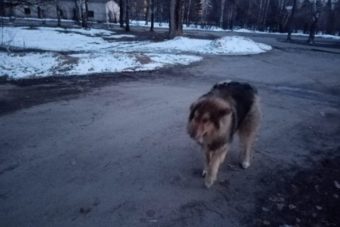 В Тверской области пьяный живодер открыл стрельбу по собаке на глазах у детей