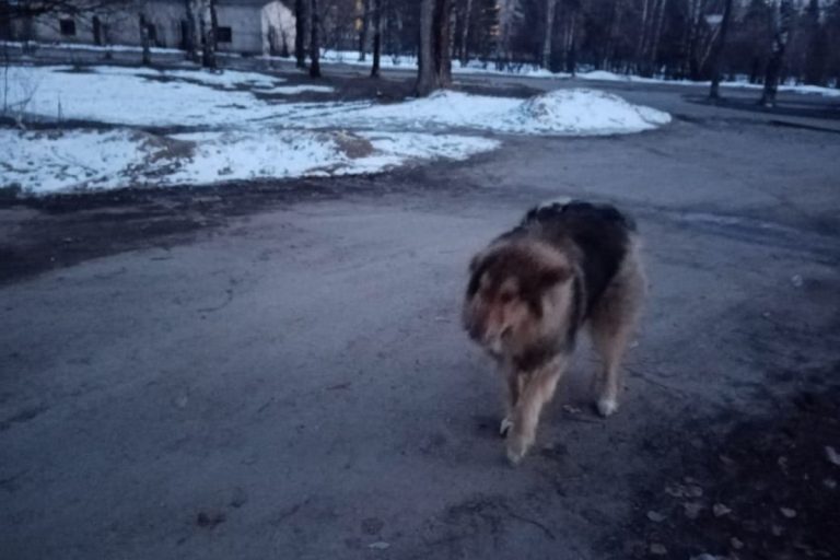 В Тверской области пьяный живодер открыл стрельбу по собаке на глазах у детей