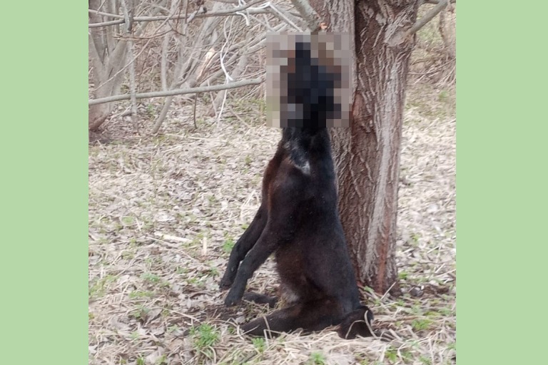 В Тверской области дети нашли повешенную на ветке дерева собаку