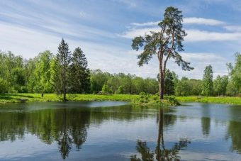 Сосна из Тверской области приобрела статус "Дерево - памятник живой природы"