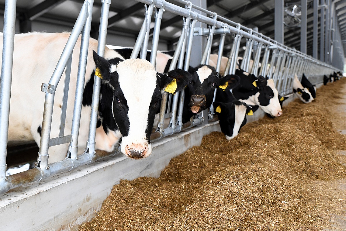 Тверские животноводы наращивают объемы производства молока