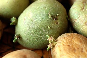 Стало известно, какой картофель опасен для жизни Стало известно, какой картофель опасен для жизни