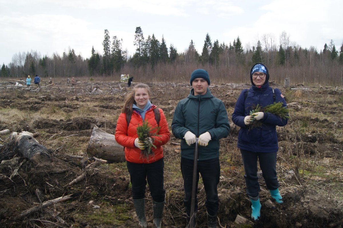 В Тверской области высадят 3,5 миллиона деревьев в рамках акции «Сад памяти»