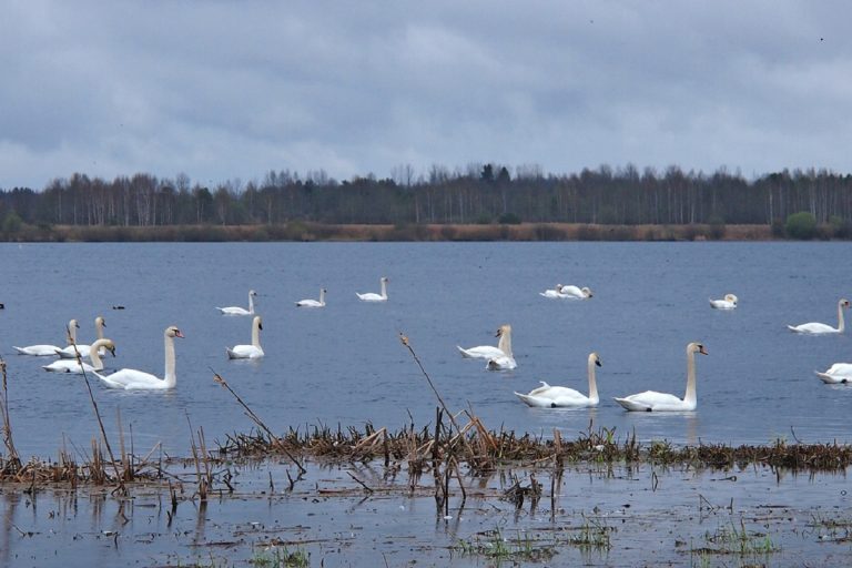 В Тверской области обнаружили лебединое озеро