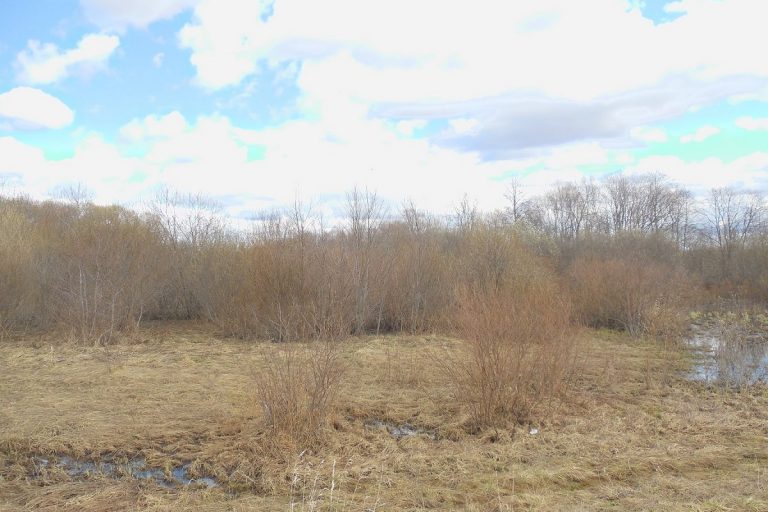 В Тверской области зарастают травой и кустарником 150 га пашни