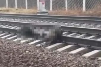 В Твери живодеры казнили двух собак под колесами поезда В Твери живодеры казнили двух собак под колесами поезда
