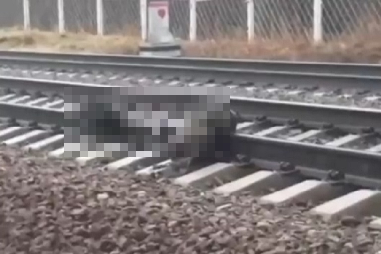 В Твери живодеры казнили двух собак под колесами поезда