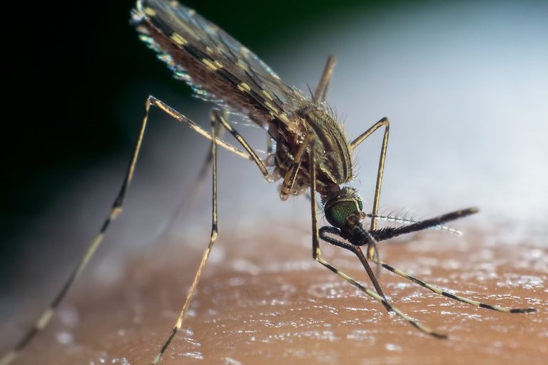 В Тверской области зарегистрировано 2 случая малярии