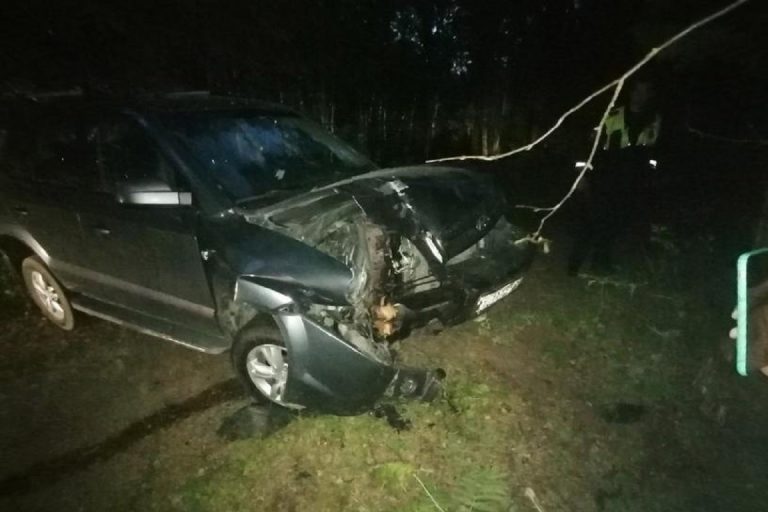 Кроссовер врезался в дерево, уходя от столкновения с лосем в Тверской области