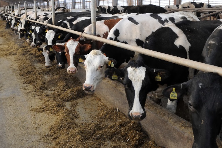 Сельхозорганизации Тверской области наращивают производство мяса и молока