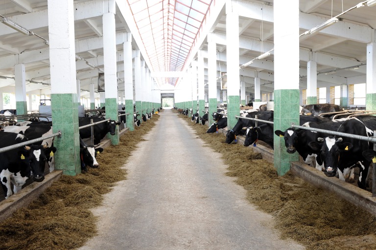 Сельхозорганизации Тверской области наращивают производство мяса и молока
