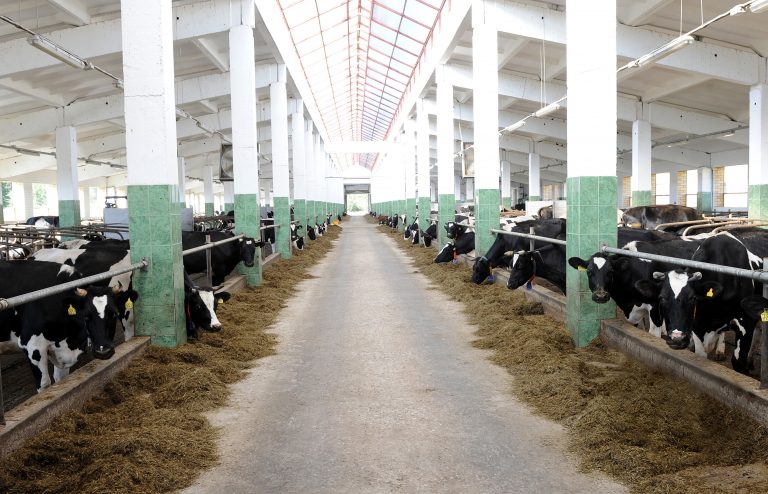 Производство мяса и молока в Тверской области растет