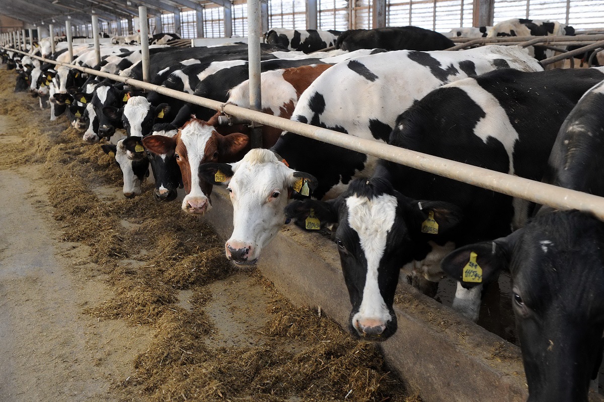 Производство мяса и молока в Тверской области растет