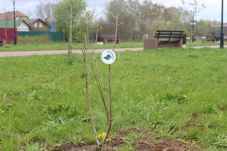В рамках акции «Сад Памяти» в Тверской области высадили свыше 3 миллионов деревьев