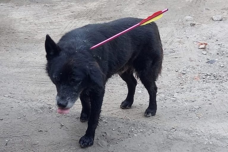 В Тверской области пытаются спасти собаку с арбалетной стрелой в шее
