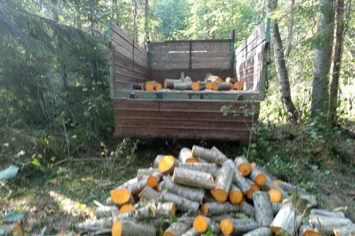 Житель Тверской области незаконно спилил около 160 деревьев
