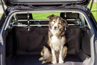 В Госдуме потребовали прописать правила перевозки собак и кошек в автомобилях