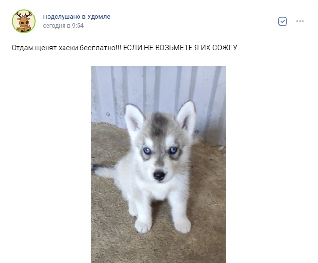 Женщина в Тверской области обещает сжечь щенков хаски, если их никто не возьмет