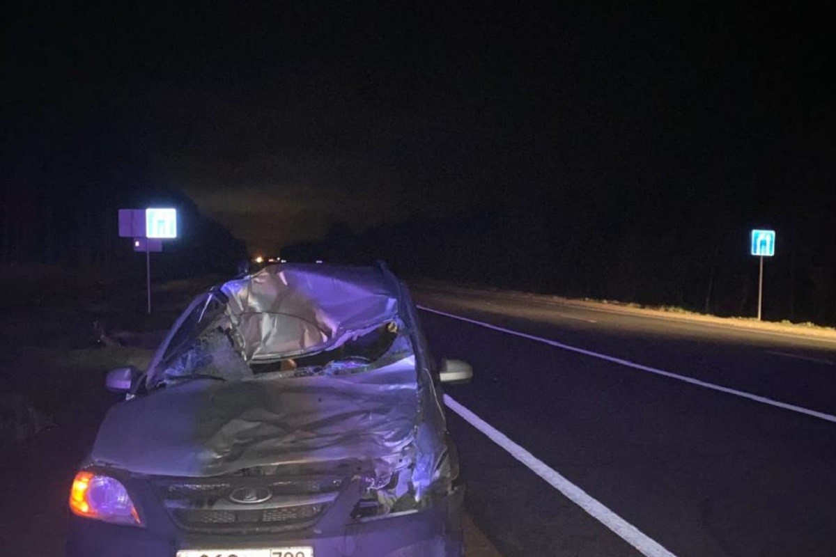 Автомобилист получил травмы при столкновении с лосем в Тверской области