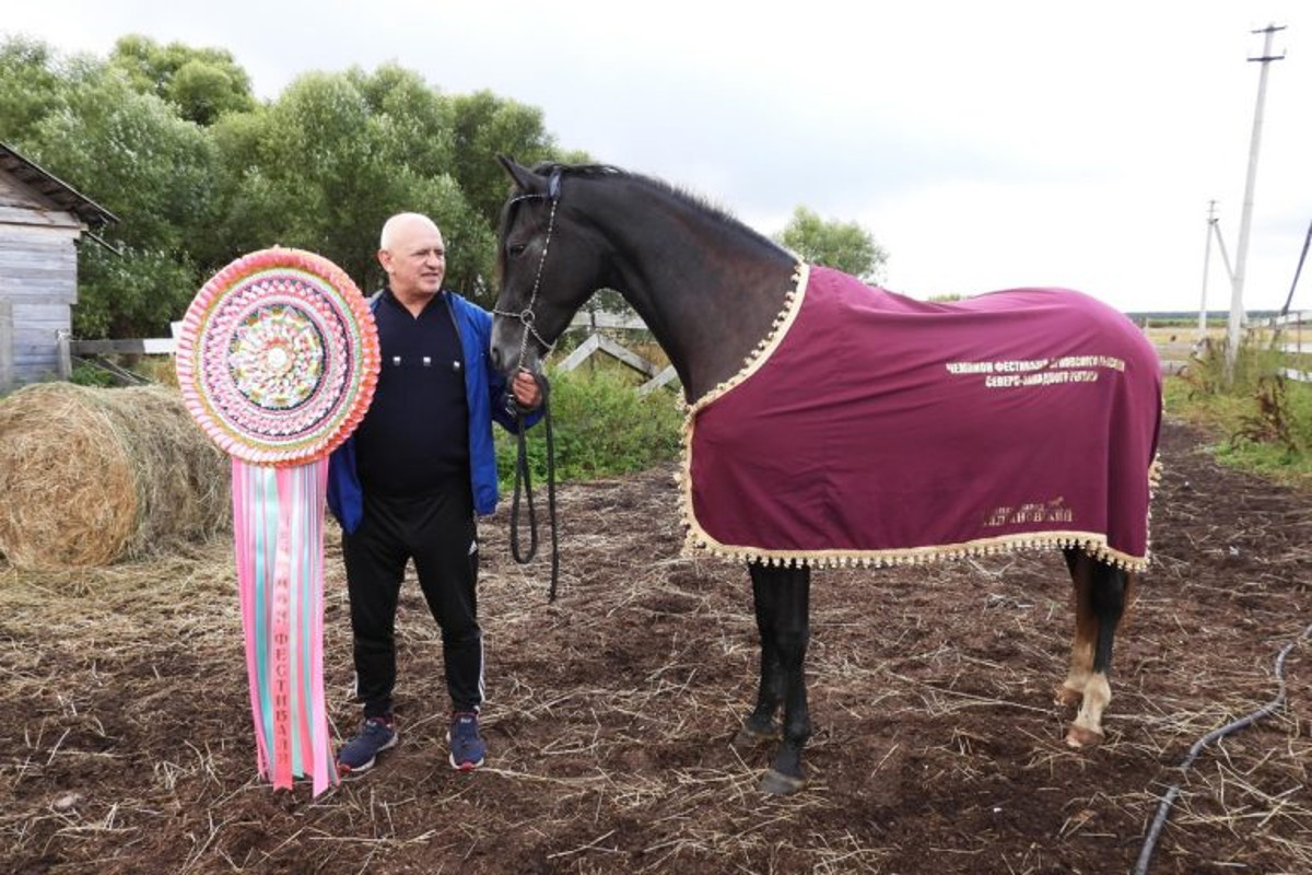 Стала известна судьба самой красивой лошади России, пропавшей в Тверской области