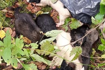 Слепые и беспомощные: в болоте Тверской области бросили на погибель щенков с запиской "Убей меня!"