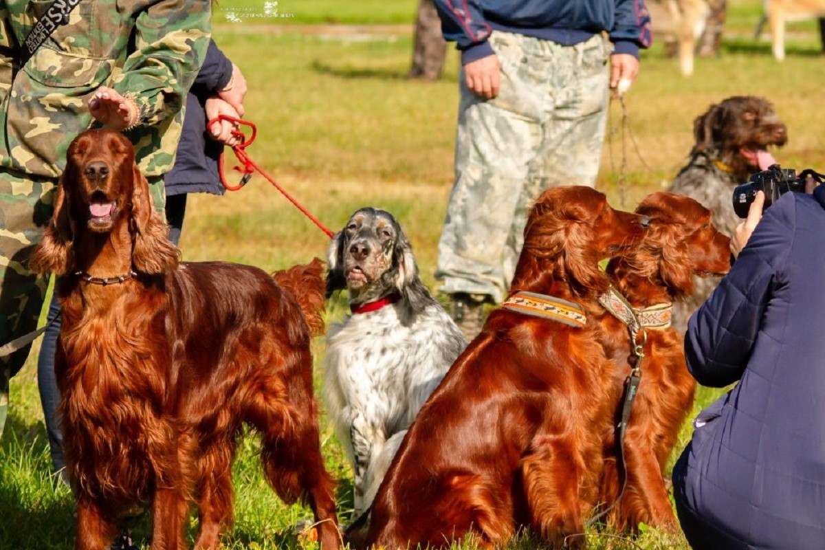 В Твери пройдет городская выставка собак охотничьих пород