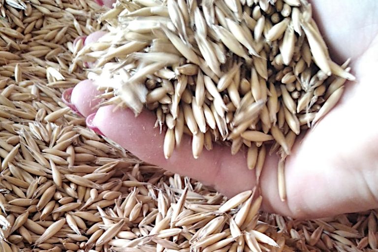 В двух хозяйствах в Тверской области пшеницу и ячмень проверяют на вредные вещества