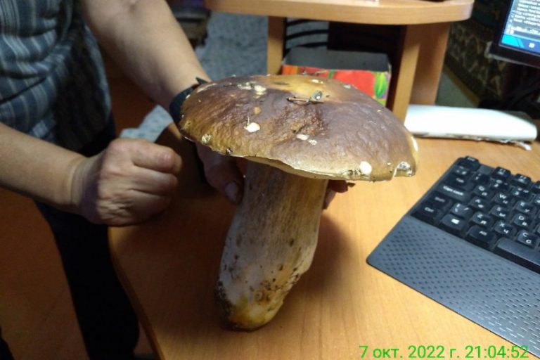В Тверской области нашли грибы-гиганты